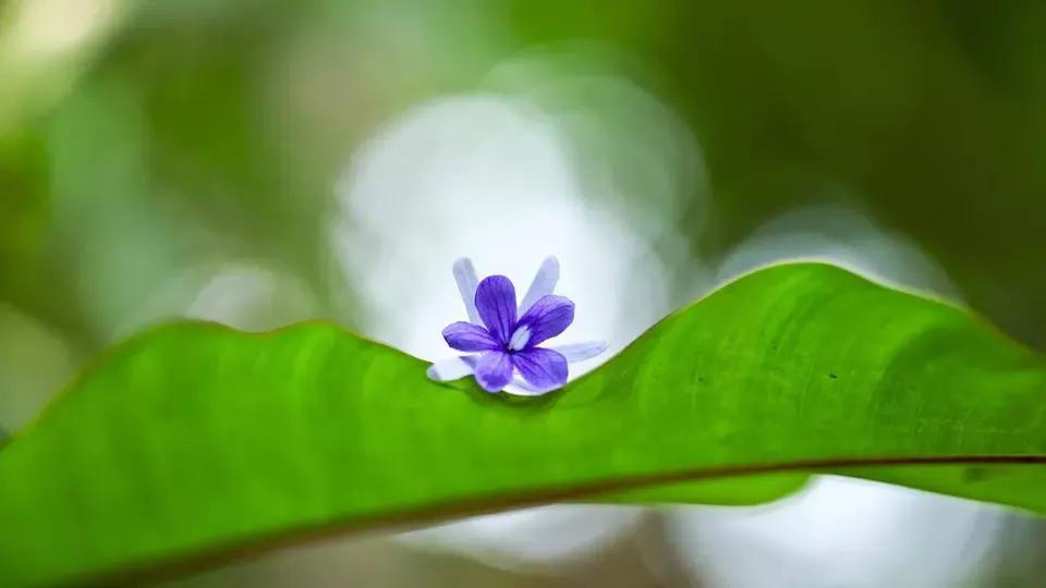 （属虎今日最准的运势和财运如何）