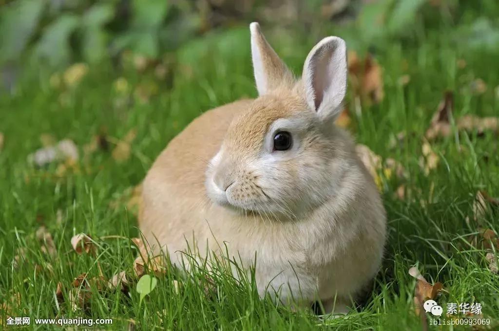 （属虎今日最准的运势和财运如何）