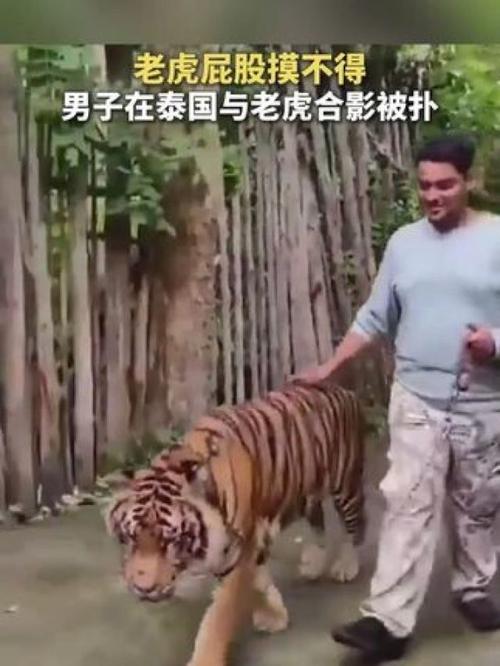 澳门今晚开奖结果+开奖记录和摸老虎屁股遭扑咬与摸老虎屁股遭扑咬视频