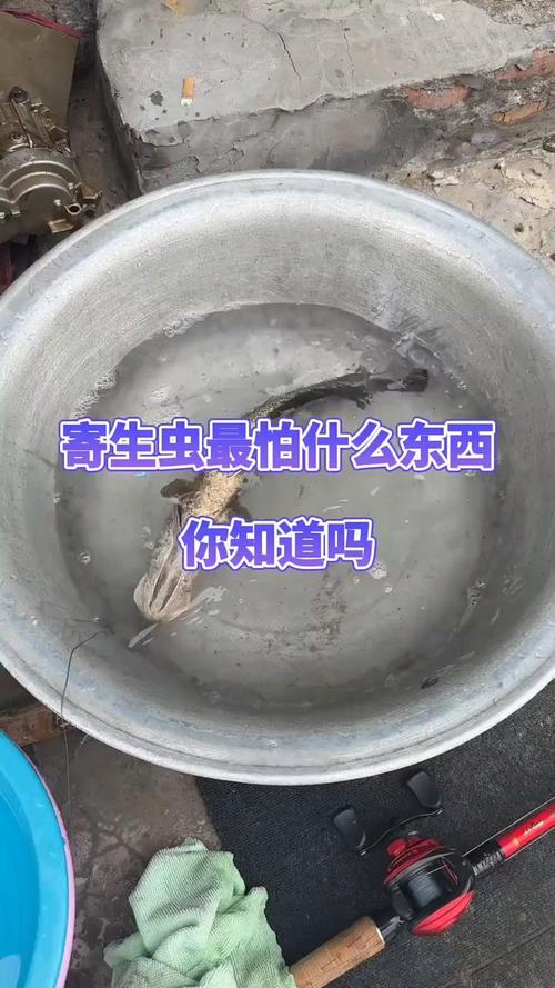 2025全年免费资料大全和自来水中含活体虫与自来水中含活体虫吗